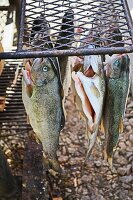 Fresh trout on a hooks before smoking