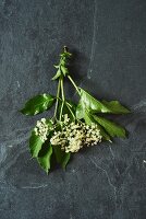 Elderflowers with leaves on a grey surface (seen from above)