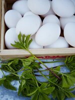 Fresh eggs and goatweed