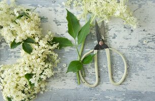 Holunderblüten und Schere für einen Kranz aus Holunderblüten