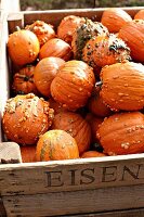 Knucklehead pumpkins in wooden crate