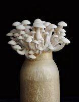 Shimeji mushrooms in a vase against a black background