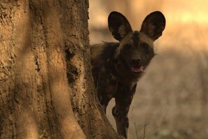 Afrikanischer Wildhund, Simbabwe, Afrika