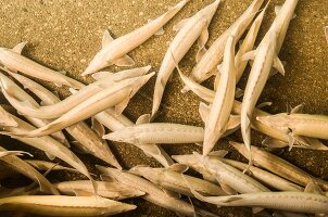 Albino caviar-producing sturgeons, Treviso, Italy