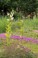 White iris in the foreground of a flowering garden