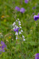 Blühende Wildblumenwiese