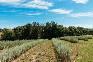 A field full of wormwood for making pastis in Forcalquier, France