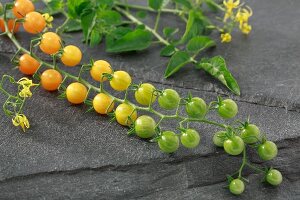 Yellow Currant cherry tomatoes on a stone surface