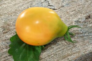 A Japanese yellow triefele tomato