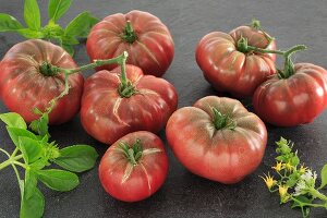 Schwarze Russische Tomaten
