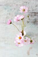 Edible cosmos flowers in vase (top view)