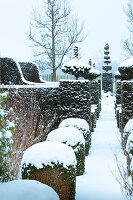 Snow-covered garden path with topiary hedges in winter