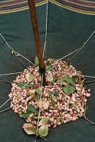 Harvested pistachios being collected in an umbrella in the Bronte region of Sicily, Italy