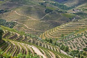 Das Douro-Tal, Vale de Mendiz, Portugal