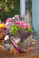 Pot of dahlias wrapped decoratively in red cabbage leaves and fastened with silver wire