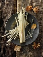 Fresh picked cultivated Enokitake, Enokidake or Enoki (Flammulina velutipes) commonly known as golden needle mushroom or lily mushroom, an edible mushroom