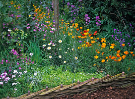 Wildflower bed: Lychnis (Cuckoo's campion), Eschscholzia