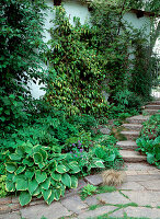 Treppe aus Naturstein, Hosta, Hedera helix, Aquilegia