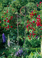 Gartenkunst aus geflochtener Weide, Rose 'Flammentanz'