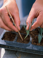Propagation of cuttings of Dianthus caesius (carnations) (2/5)