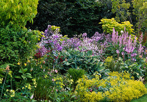 Alchemilla (Frauenmantel), Hosta (Funkie)