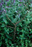 Cut branches as perennial supports