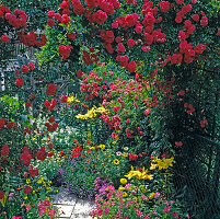 Climbing rose 'Crimson Rambler'