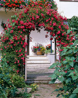 Rose arch