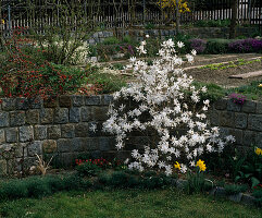 Magnolia stellata