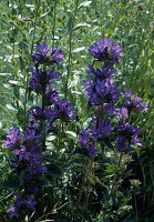 Glockenblume (Campanula glomerata)