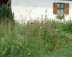 Flower meadow