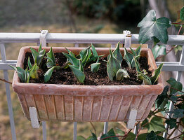 Terracotta box with tulips overwintered