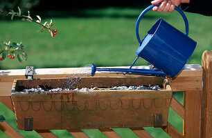 Vegetable sowing with seed tape