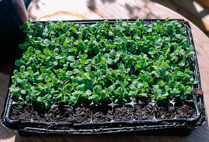 Sow lamb's lettuce and plant in a balcony box