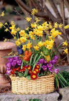 Narcissus, primula, crocus, forsythia, daffodils, primroses, crocus