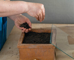 Indoor sowing of kohlrabi