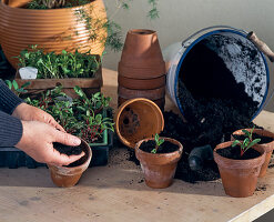 Pricking out vegetable seedlings