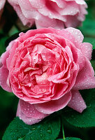 Englische Rose 'Mary Rose'