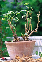 Rückschnitt einer überwinterten Pelargonie