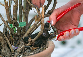 Rückschnitt einer überwinterten Pelargonie