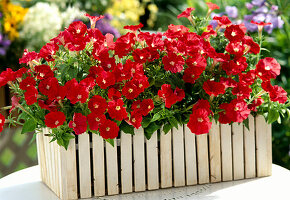 Petunia milliflora 'Picobella Red' (mini petunia)