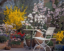 Prunus, Forsythia intermedia, Magnolia stellata