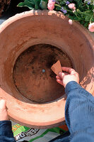 Bowl with ornamental apple and alternating underplanting (1/24)