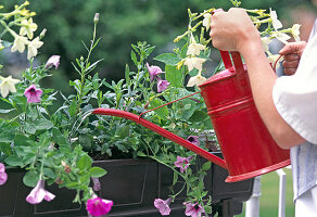 Water the planted box well