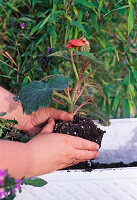 Step 4: Planting young plants