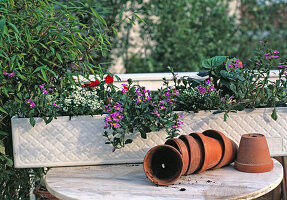 Ready planted balcony box