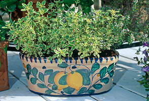 Origanum vulgare 'Variegata' (White variegated oregano)