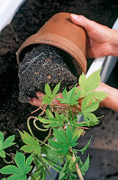 Planting a white container as a mobile privacy screen 6.step