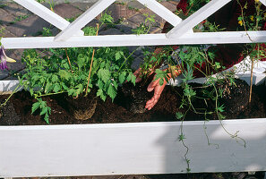 Planting a white container as a mobile privacy screen 7.step