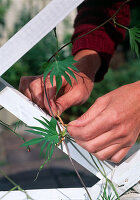 Plant white containers as mobile screens